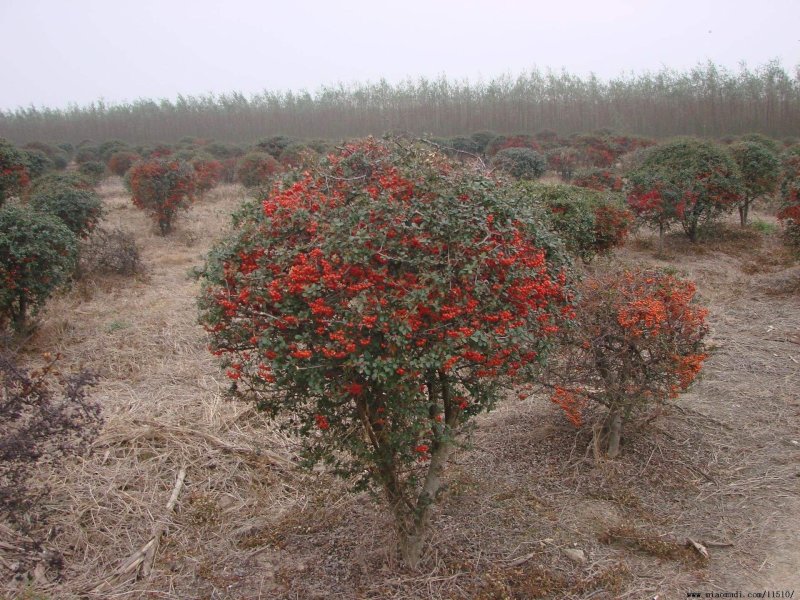 火棘球一手货源自家苗圃绿化种植大量批发