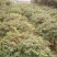 火棘球一手货源自家苗圃绿化种植大量批发