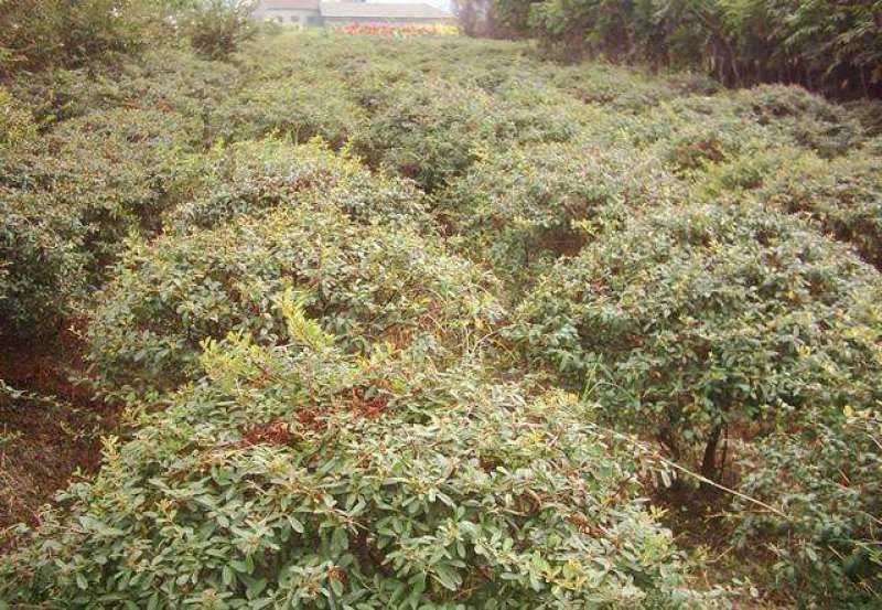 火棘球一手货源自家苗圃绿化种植大量批发