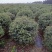 火棘球一手货源自家苗圃绿化种植大量批发