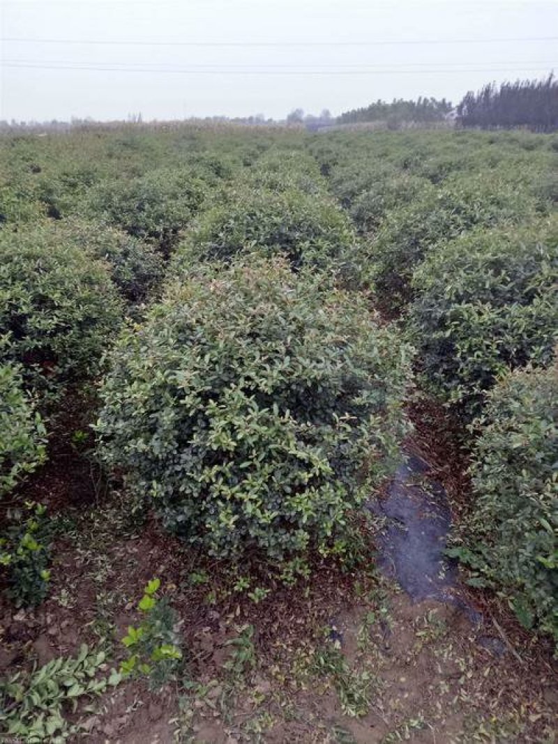 火棘球一手货源自家苗圃绿化种植大量批发