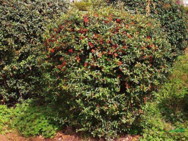 火棘球一手货源自家苗圃绿化种植大量批发