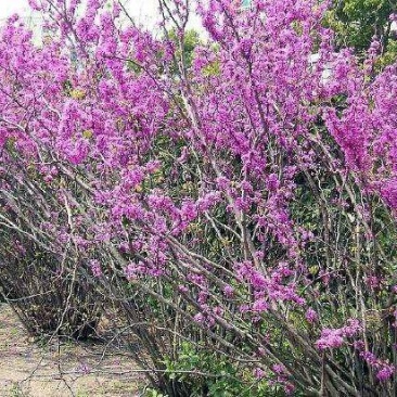 紫丁香一手货源自家苗圃绿化种植大量批发