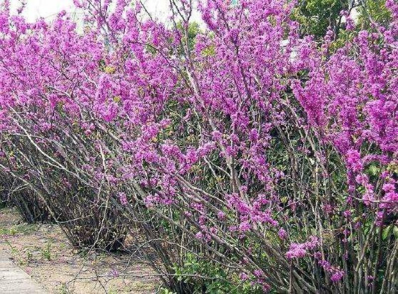 紫丁香一手货源自家苗圃绿化种植大量批发