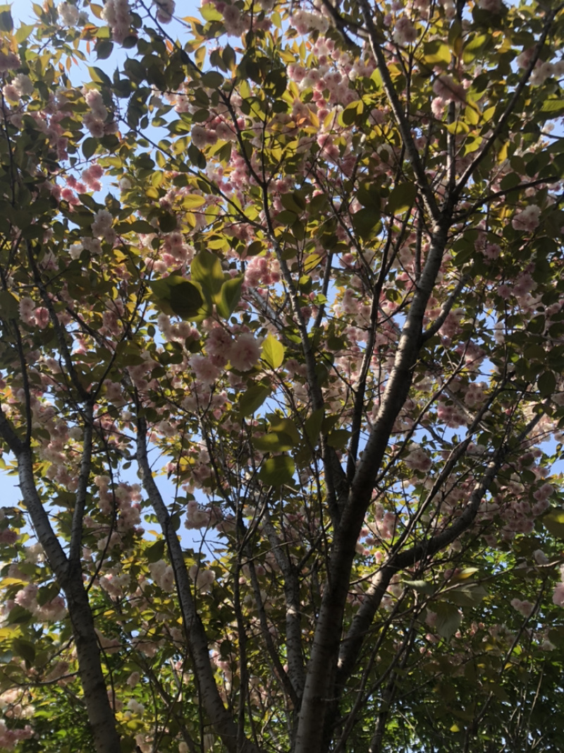 八重红枝垂系列各种品种樱花齐全一站式采购