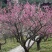 梅花一手货源自家苗圃绿化种植大量批发