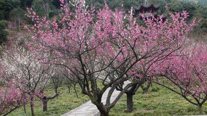 梅花一手货源自家苗圃绿化种植大量批发