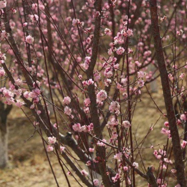 梅花一手货源自家苗圃绿化种植大量批发
