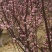 梅花一手货源自家苗圃绿化种植大量批发