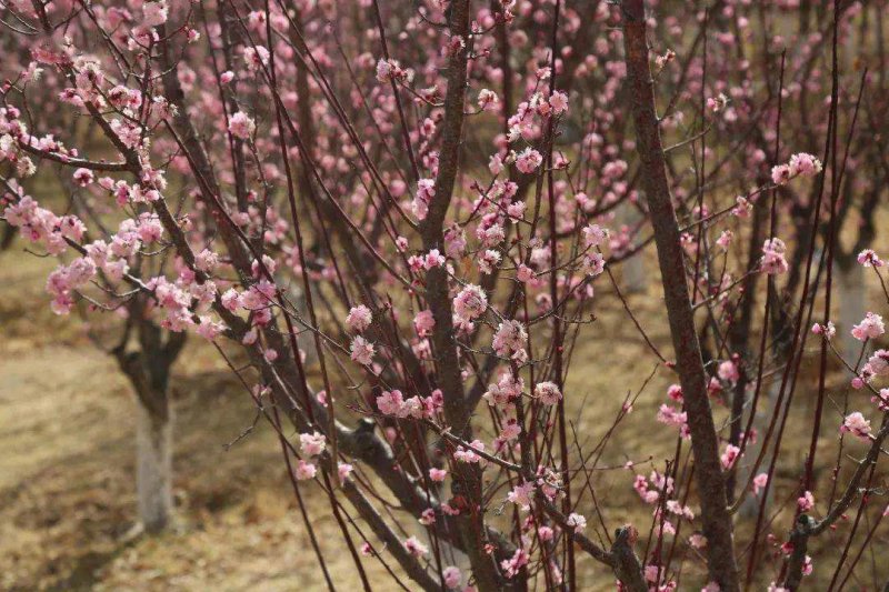 梅花一手货源自家苗圃绿化种植大量批发