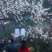梅花一手货源自家苗圃绿化种植大量批发