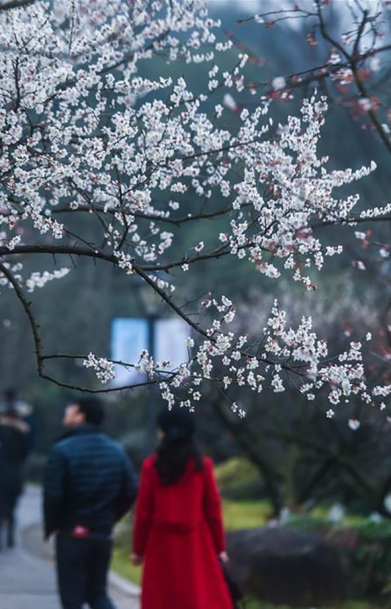 梅花一手货源自家苗圃绿化种植大量批发