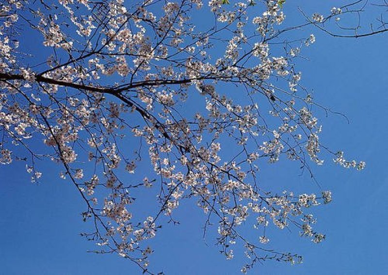 梅花一手货源自家苗圃绿化种植大量批发