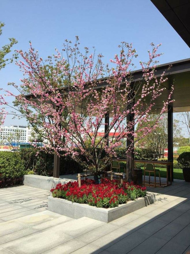 梅花一手货源自家苗圃绿化种植大量批发