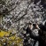 梅花一手货源自家苗圃绿化种植大量批发