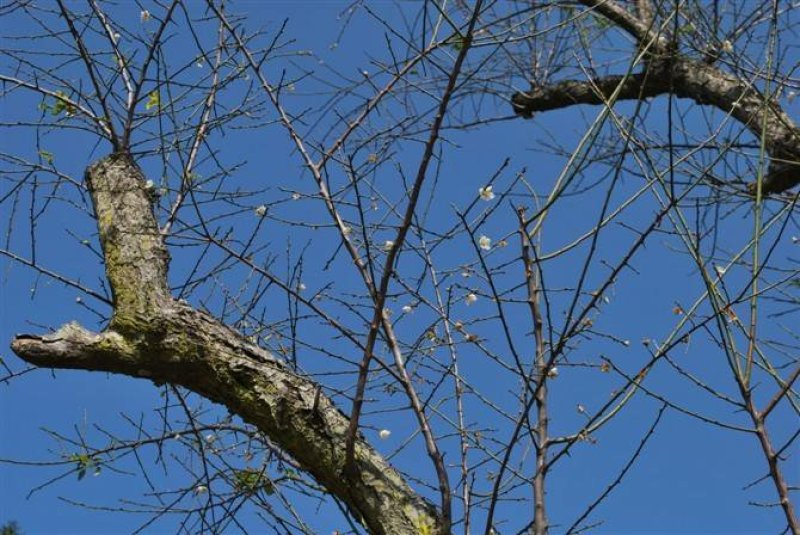 梅花一手货源自家苗圃绿化种植大量批发