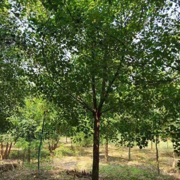 三角枫一手货源自家苗圃绿化种植大量批发