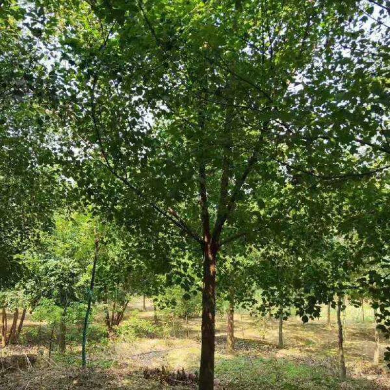 三角枫一手货源自家苗圃绿化种植大量批发