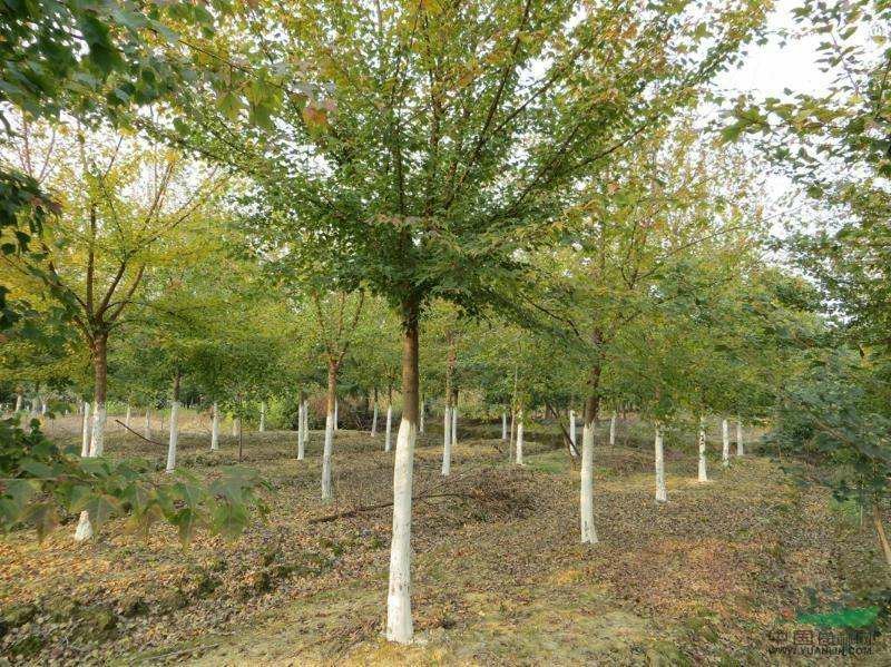 三角枫一手货源自家苗圃绿化种植大量批发