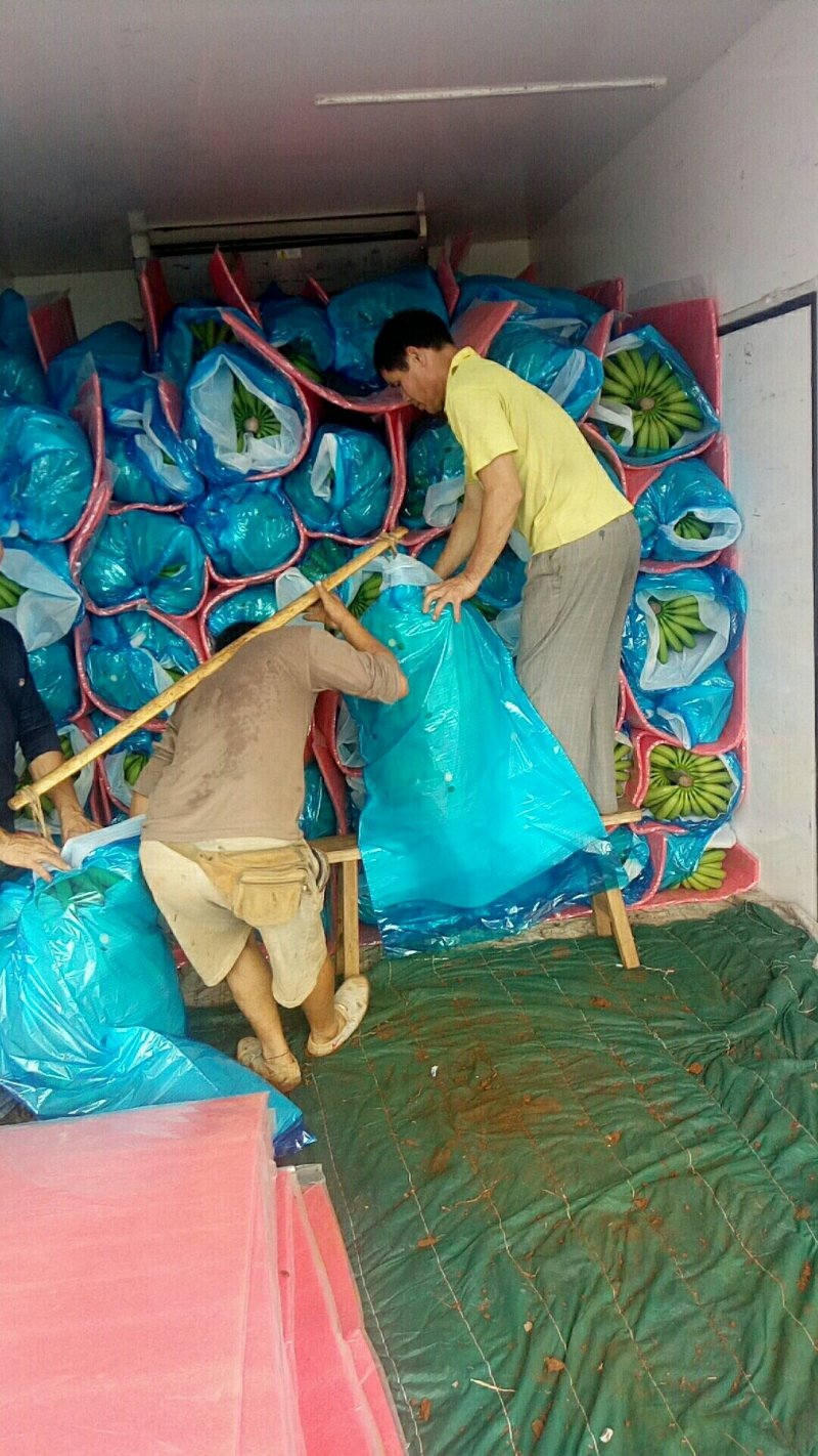 香蕉产地大量供应中，欢迎来产地考察，开始上市中
