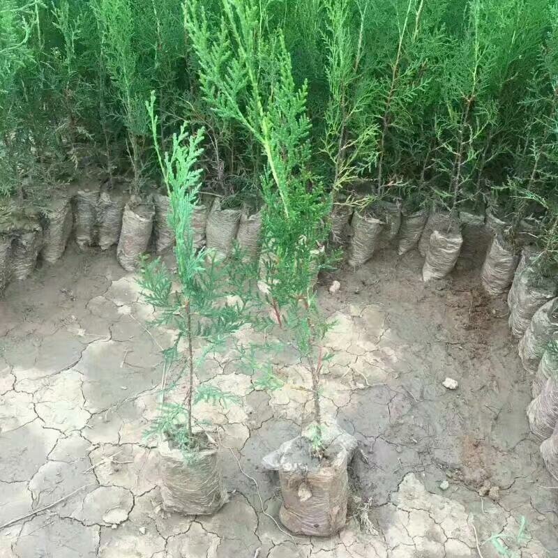 侧柏