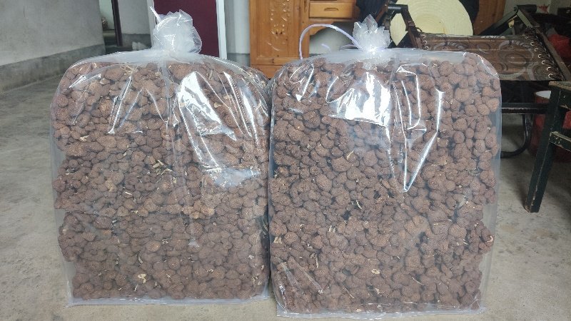 古田茶树菇，10至15cm以上，
