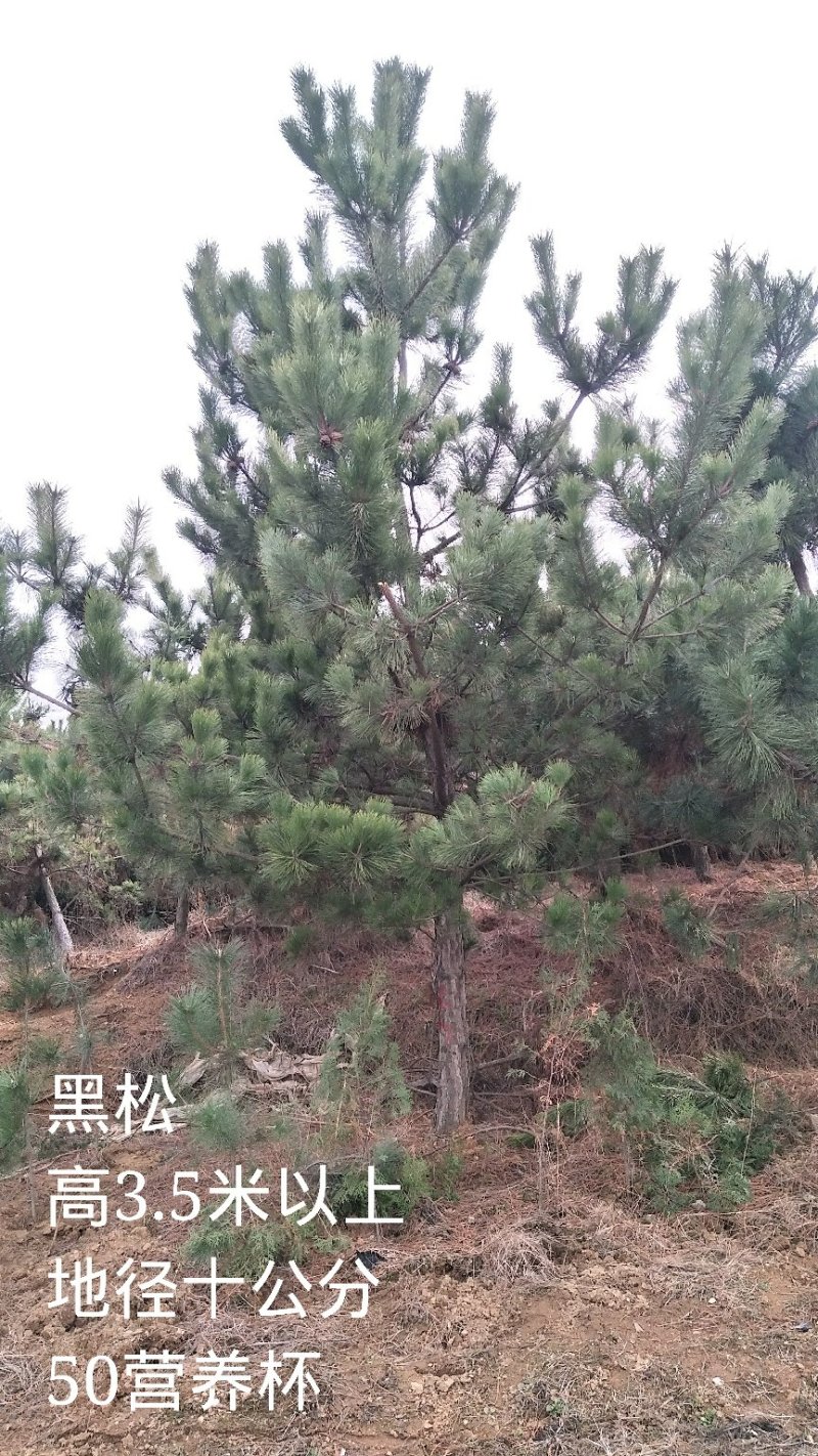 黑松