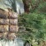 侧柏