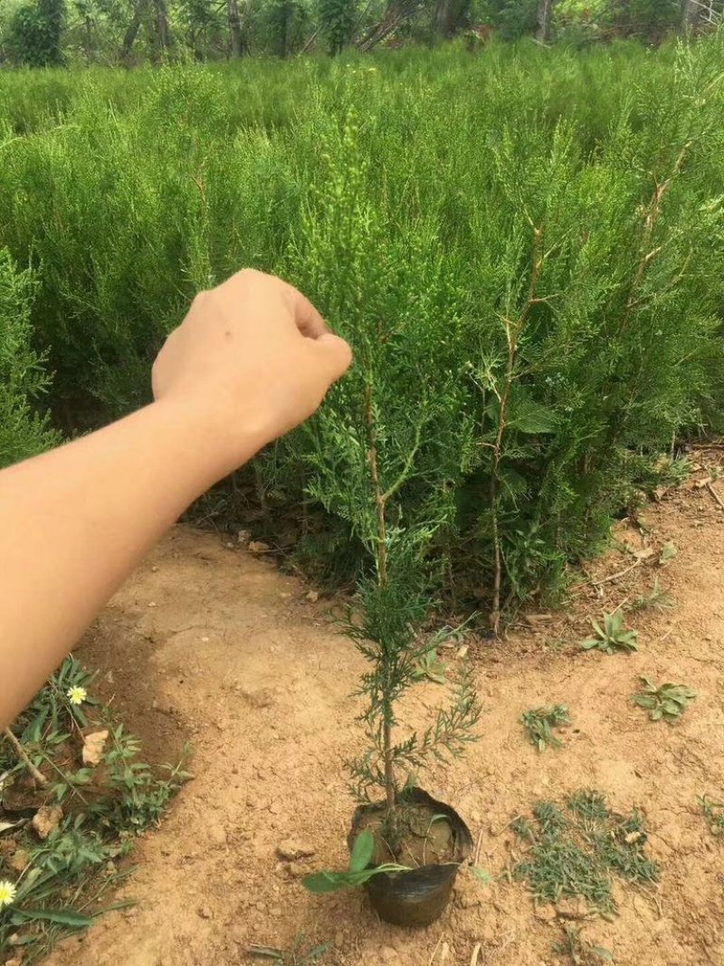 侧柏