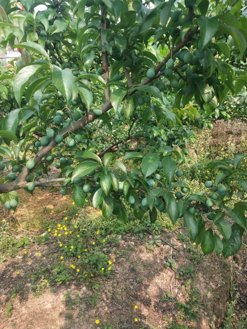 李子五月脆