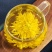 金丝皇菊新花一朵一杯散装大黄菊花安徽皇菊花茶散货