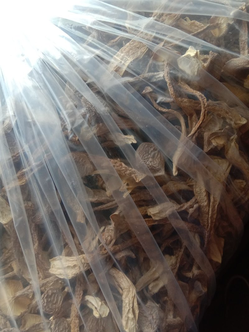 鹿茸菇干品（厂家供货）专业规模化食用菌种植企业品质优良