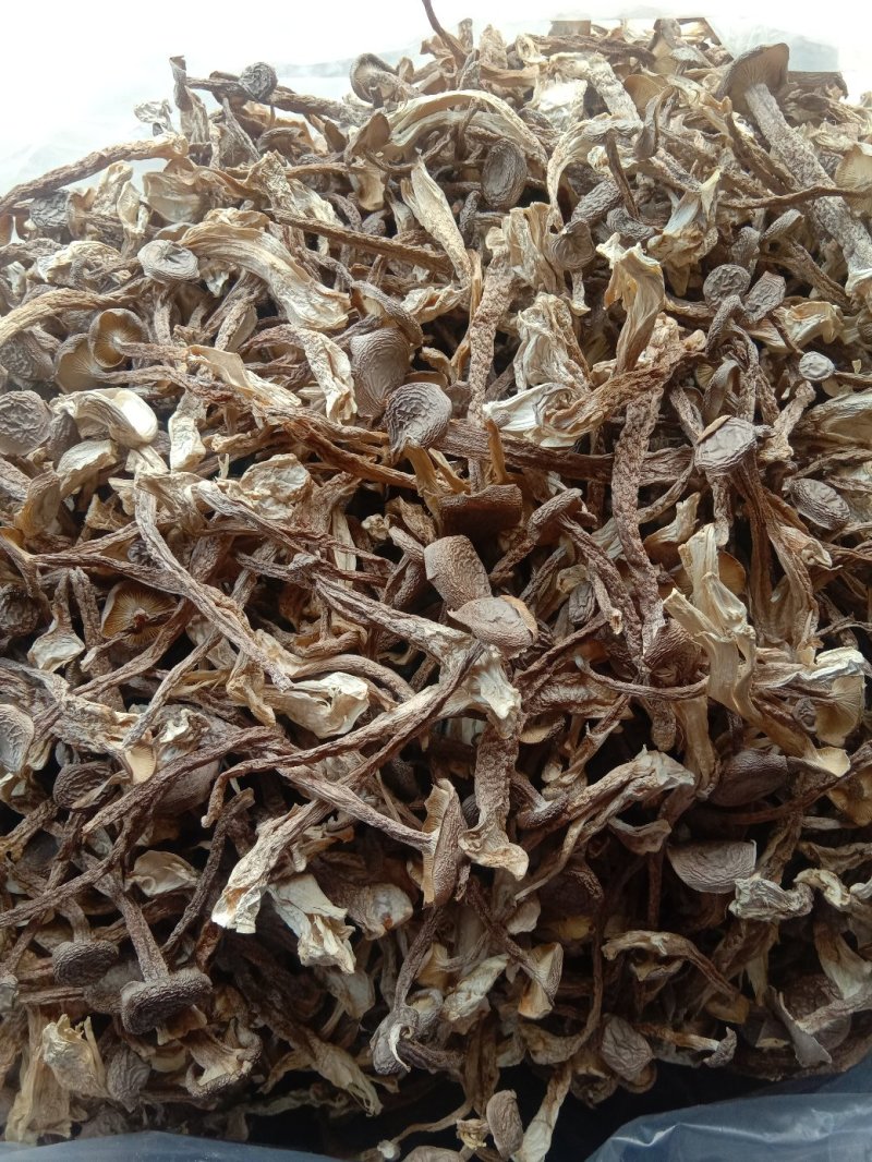 鹿茸菇干品（厂家供货）专业规模化食用菌种植企业品质优良