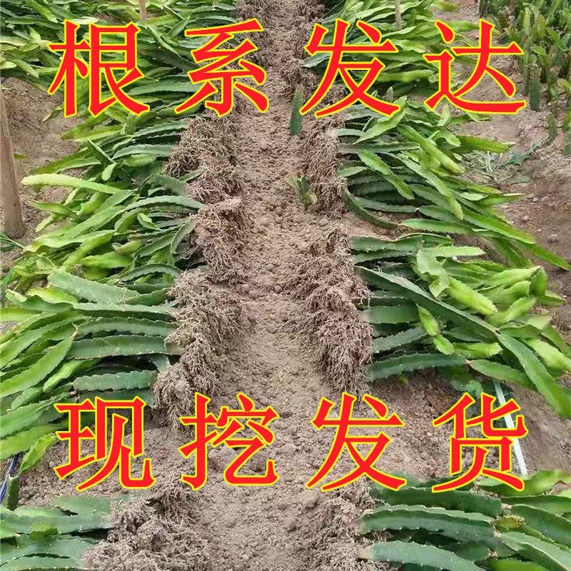 火龙果苗盆栽苗当年结果红心种植四季果树苗绿植地载南北方水