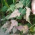 三角枫小苗2年三角枫小苗