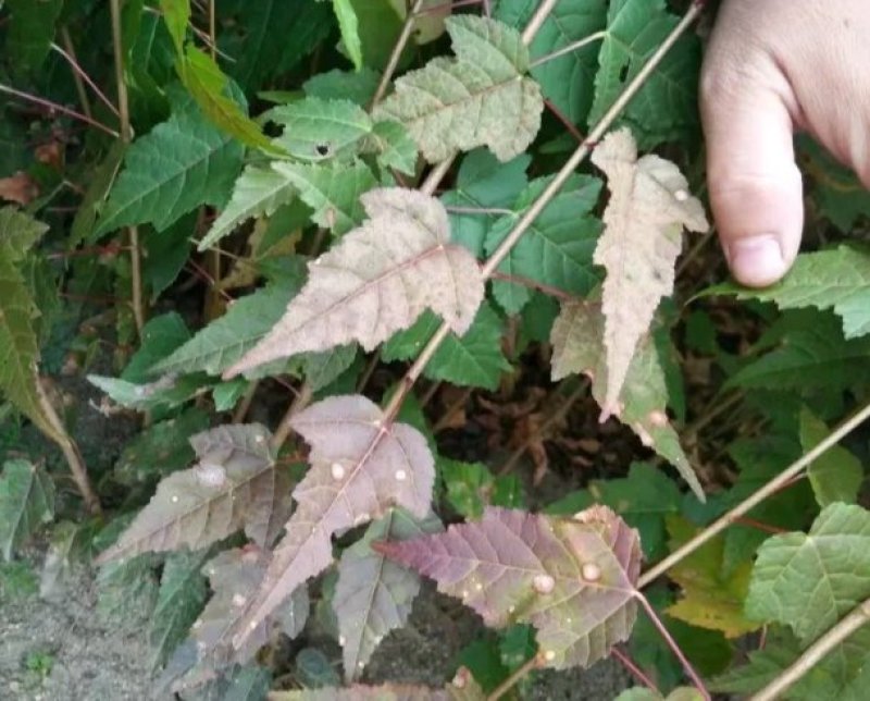 三角枫小苗2年三角枫小苗