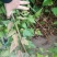 三角枫小苗2年三角枫小苗