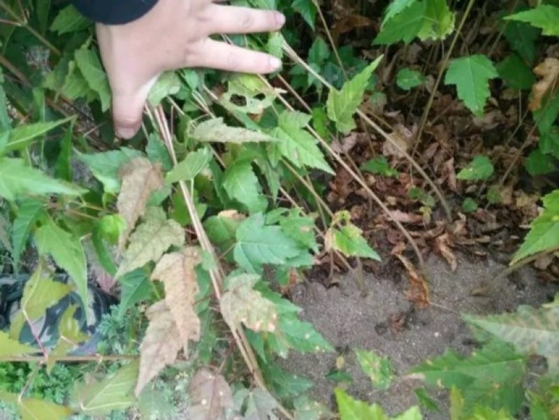 三角枫小苗2年三角枫小苗