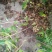 三角枫小苗2年三角枫小苗