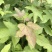 三角枫小苗2年三角枫小苗