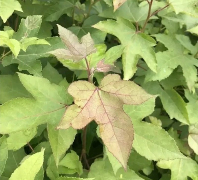 三角枫小苗2年三角枫小苗