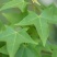 三角枫小苗2年三角枫小苗