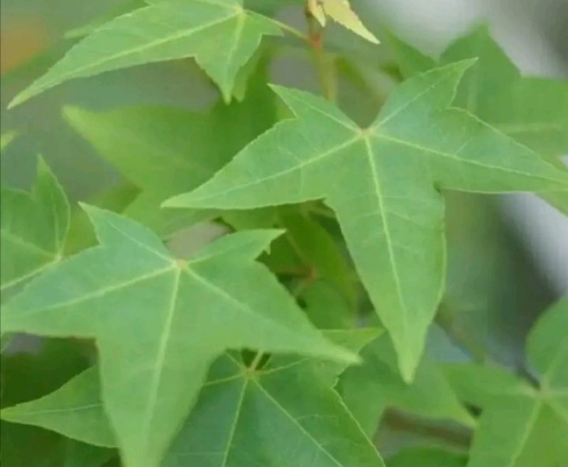 三角枫小苗2年三角枫小苗