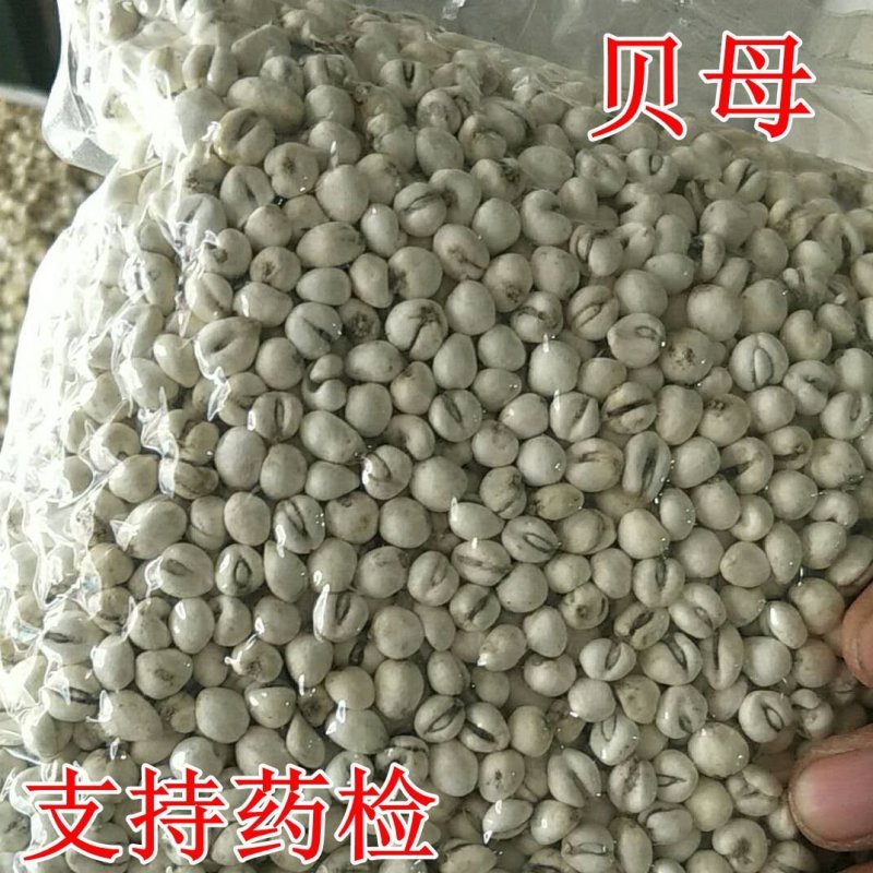 中药材批发贝母各种规格贝母非野生
