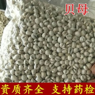 中药材批发贝母各种规格贝母非野生