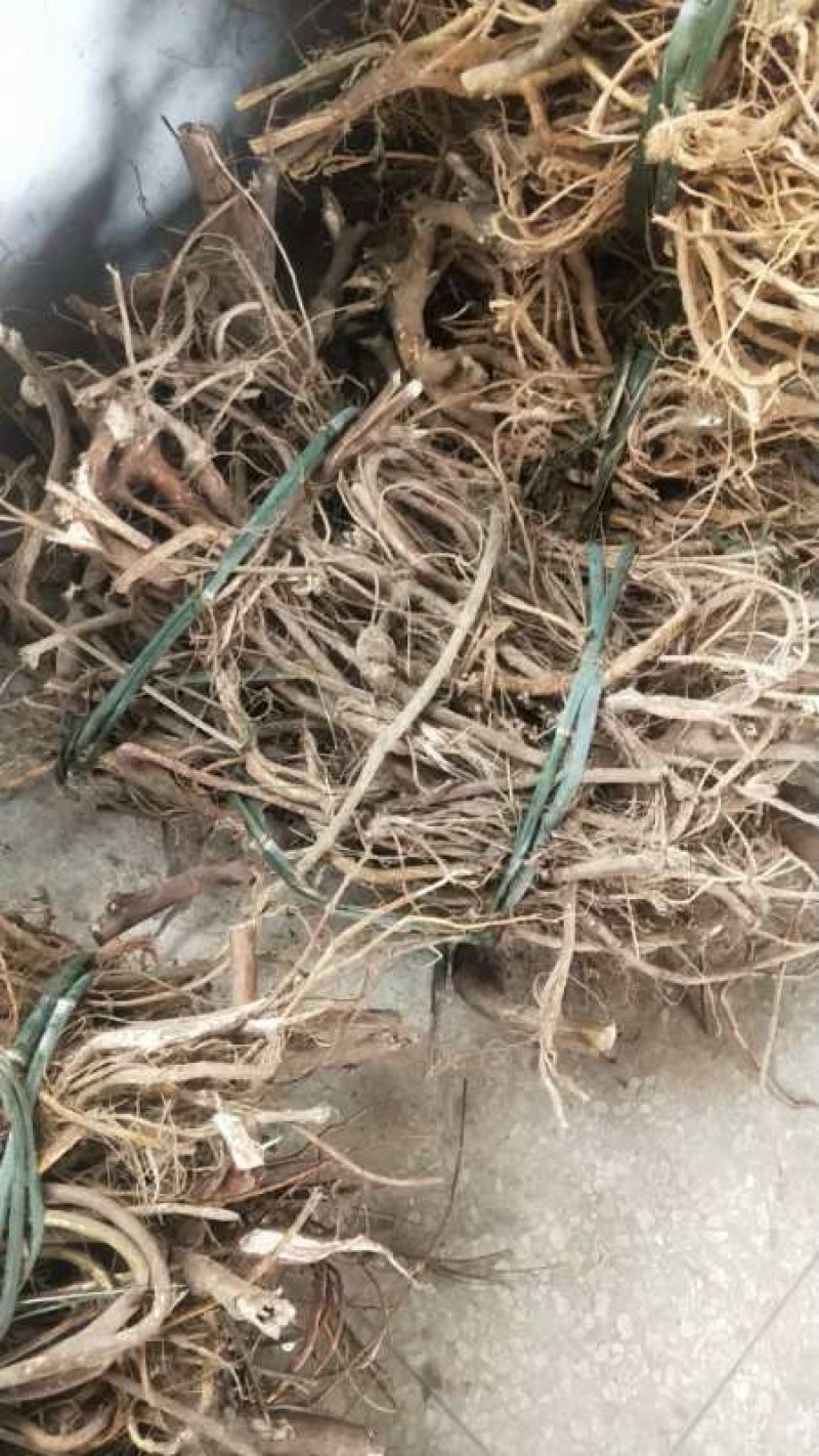 野生五指毛桃生的