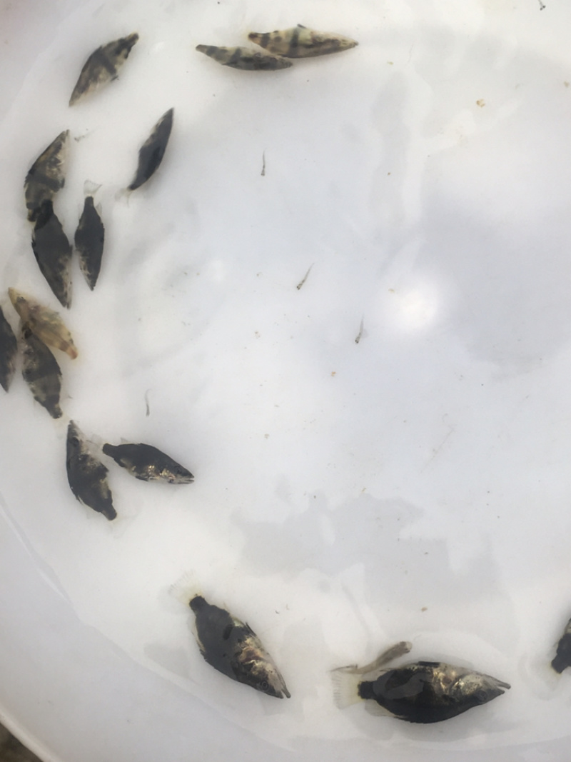 优选翘嘴桂花桂花鱼苗鳜鱼苗量大从优技术指导全国配送