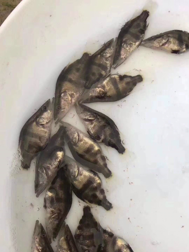 优选翘嘴桂花桂花鱼苗鳜鱼苗量大从优技术指导全国配送