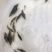 优选翘嘴桂花桂花鱼苗鳜鱼苗量大从优技术指导全国配送