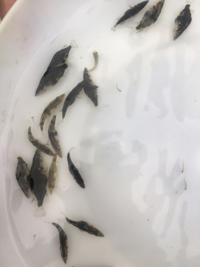 优选翘嘴桂花桂花鱼苗鳜鱼苗量大从优技术指导全国配送